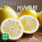 小林果園の河内晩柑 約9kg