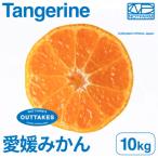 訳あり 愛媛みかん 10kg