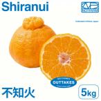 訳あり不知火5kg EHIME