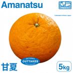 訳あり甘夏5kg EHIME Amanatsu