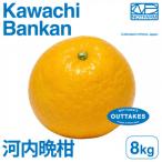 訳あり河内晩柑8kg KAWACHI BANKAN