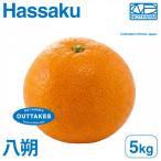 訳あり八朔5kg EHIME HASSAKU