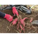 熟成紅はるか さつまいも 計5kg