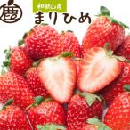 朝摘み完熟まりひめ約600g 300g前後×2トレイ