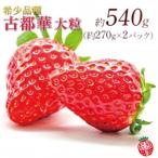 2027年1~ 厳選古都華いちご大粒 270g×2P