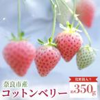 2027年 1月~ いちご コットンベリー 約350g×1