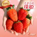 いちご ことか 食べ比べ 2種