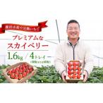 プレミアムな完熟スカイベリー1600g