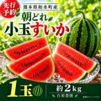 農家厳選 旬の朝どれ 小玉すいか1玉 約2kg