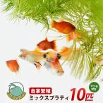 ミックスプラティ10匹+マツモ付き アクアファームはくと