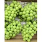 加工品作りに最適 加工用ぶどう 約2kg