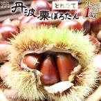 とれたて 丹波くり 3L