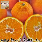 訳あり 不知火 5kg