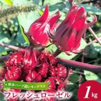 熊本ハーブ園レモングラス フレッシュローゼル 1kg