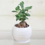ガジュマル3号 ボール型陶器鉢 白 観葉植物