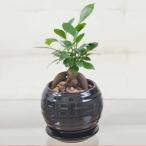 観葉植物 ガジュマル ボール型陶器鉢3号