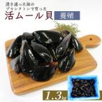 fu.... налог большой судно . город . двустворчатая ракушка 1.3kg[enzen005_2]