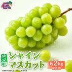 つくばみらい市 シャインマスカット 2kg