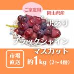 ご 訳あり ブラックシャインマスカット 2-4房 約1kg