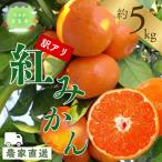 訳あり 温州みかん 約 5kg