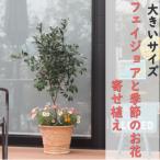 フェイジョアと季節のお花寄せ植え