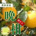 晩柑 約10kg