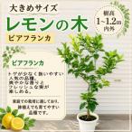 鉢植え レモンの木 4年生 苗 1本