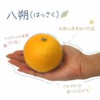 八朔 5kg