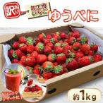 加工用いちご ゆうべに 約1kg
