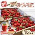 加工用いちご ゆうべに 約2kg
