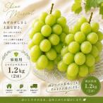 シャインマスカット 2房