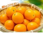 きんかん 宮崎夢丸 1kg
