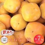 たねなし柿 7kg
