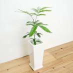 観葉植物 エバーフレッシュスクエア陶器鉢