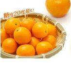金柑 夢丸 100g×10パック