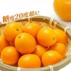 金柑 夢丸 厳選大粒 1kg