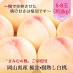 極甘 樹熟し白桃 まみむめ桃 ご 化粧箱入り