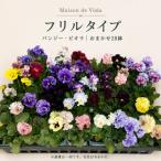 オリジナルパンジー ビオラ おまかせアソート