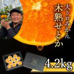 大トロみかん 木熟せとか レギュラー箱 厳選プレミアム 4.2…