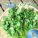 さわやかな香りの水耕パクチー 3kg