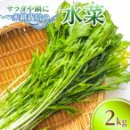 サラダや鍋に 水耕栽培の水菜 2kg