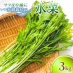 サラダや鍋に 水耕栽培の水菜 3kg