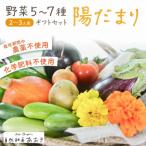 野菜5~7種セット 陽だまり 葉物 根菜 その他詰め合わせ