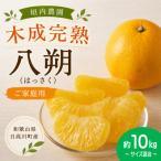 木なり完熟 八朔 はっさく 約10kg