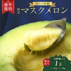 純系マスクメロン1玉 化粧箱入