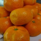 豊橋雲谷の山石みかん 2kg
