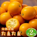 完熟きんかん たまたま 2kg