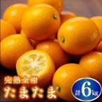 完熟きんかん たまたま 6kg