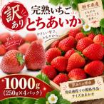 朝採れのいちご とちあいか 1000g