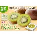 博多甘うぃ キウイフルーツ 計3.6kg